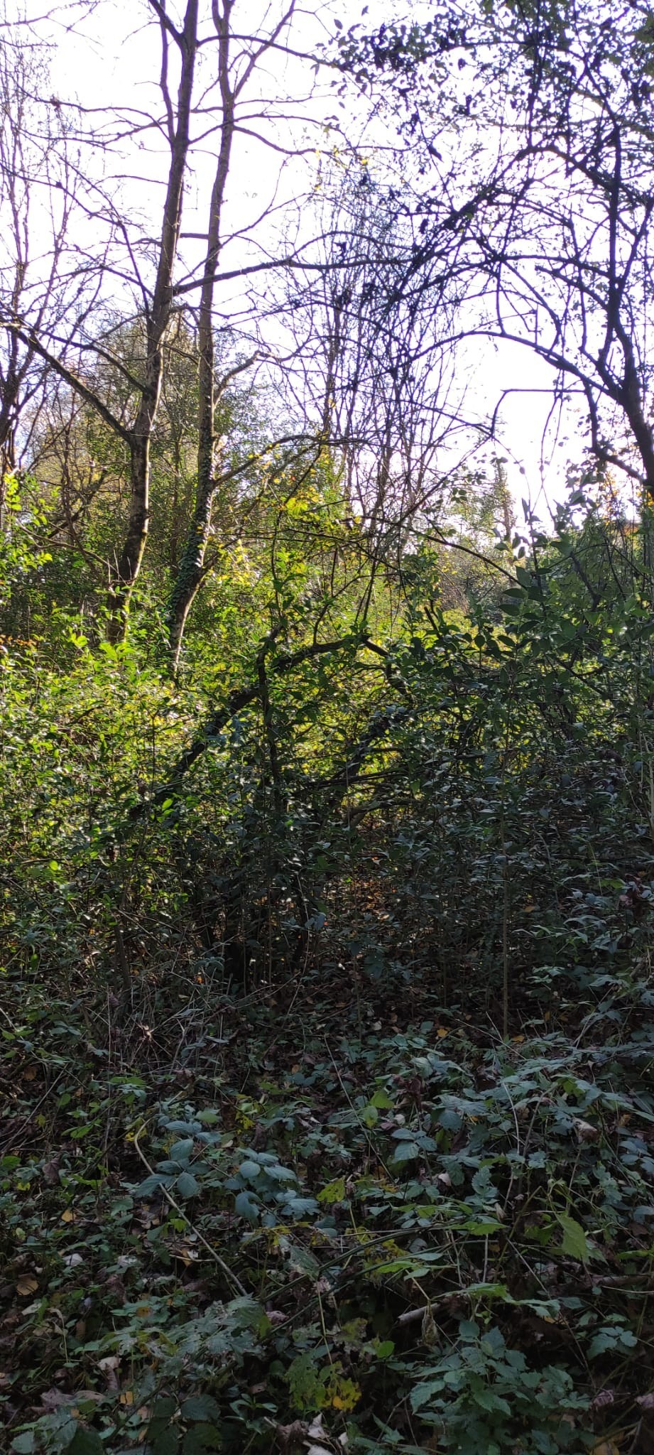 TERRENO AGRICOLO  A MANERBA